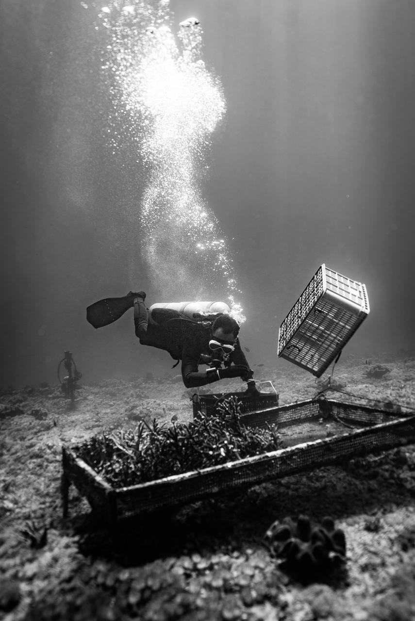 Coral Sense diver black and white