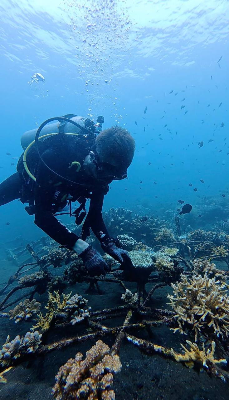 Coral Sense diver